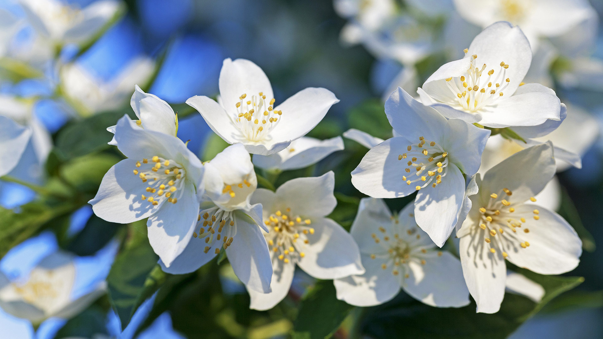 Flor de jasmim e seus benefícios